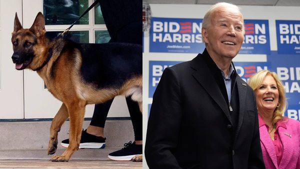 US President Biden's Dog Commander Bites Secret Service Agents 24 Times - Report