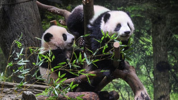China Plans To Send San Diego Zoo More Pandas This Year, Reigniting Its Panda Diplomacy