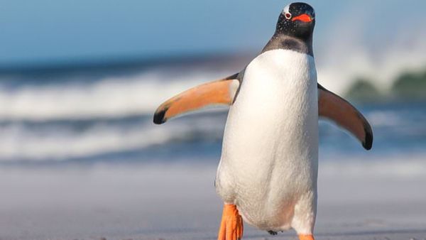Explained | Antarctica's First Bird Flu Outbreak: Are Penguins At Risk?