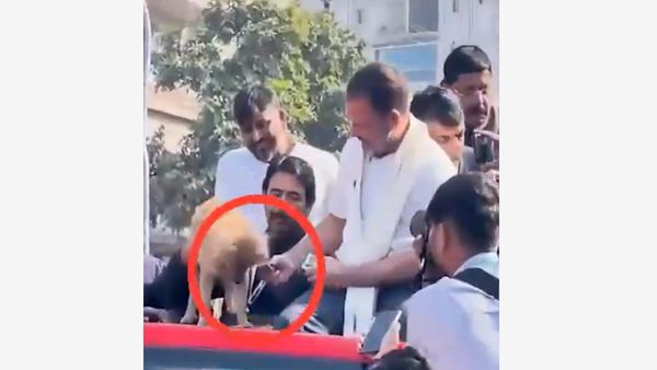 Video: BJP Accuses Rahul Gandhi Of Offering Biscuit From Dog To Congress Leader; Himanta Biswa Responds