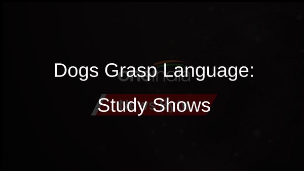 Hungary Study Finds Dogs Can Associate Words With Objects, Showing Language Grasp