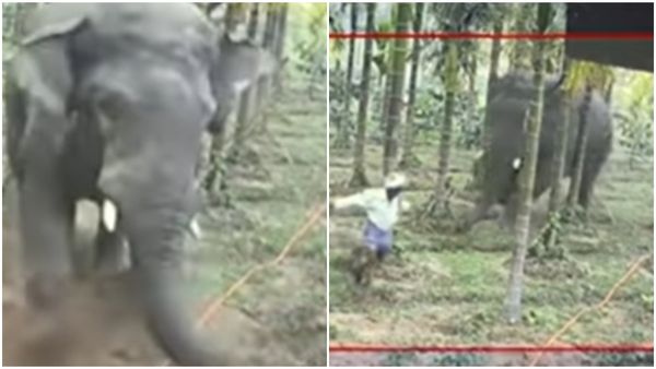 Wild Elephant Nearly Kills A Farm Worker In Hassan - Watch Spine Chilling Video