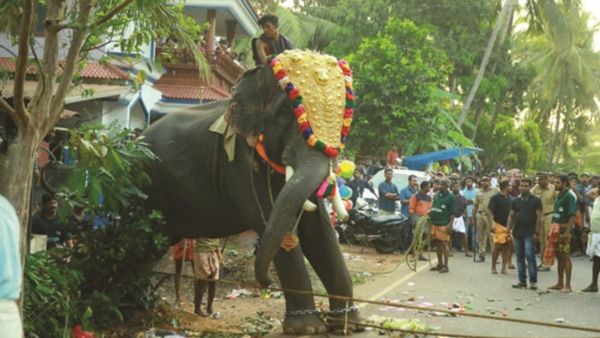Lok Sabha Election 2024: Human-Animal Conflict Takes Center Stage In Kerala