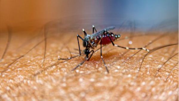 Mosquito Menace: Pakistan To Aid Nine African Nations to Combat Mosquito Threat