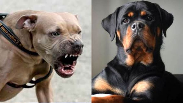 EXPLAINED | India's Push To Ban Pit Bulls And Rottweilers: Unveiling The Dangers Of These Dog Breeds