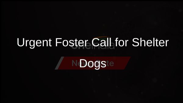 West Virginia Shelter Seeks Immediate Help for Dogs After Truck Crash