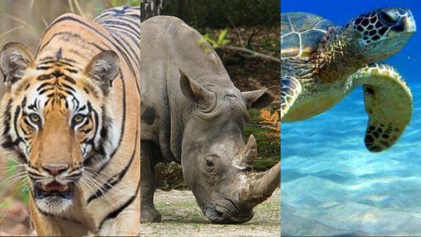 From 'Gendu' To 'Baghu': Bengal's Animals Encouraging People To Vote This Election