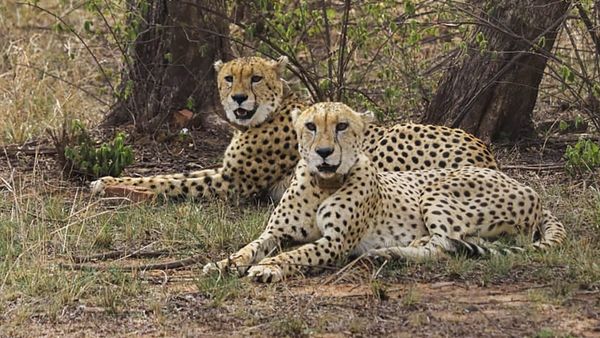 MP's Gandhisagar Wildlife Sanctuary To Get 5-8 Cheetahs From South Africa