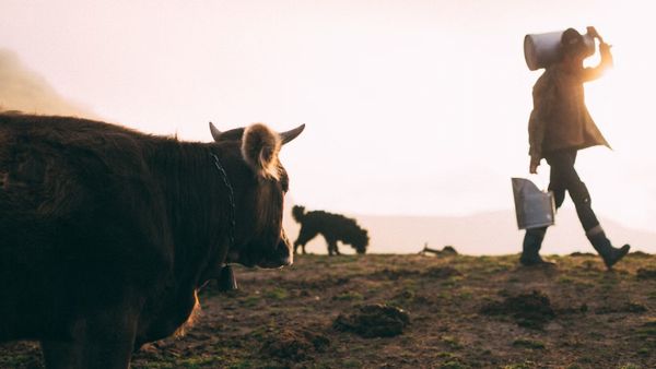 H5N1 Bird Flu Detected In Raw Cow Milk At High Levels, WHO Issues Warning