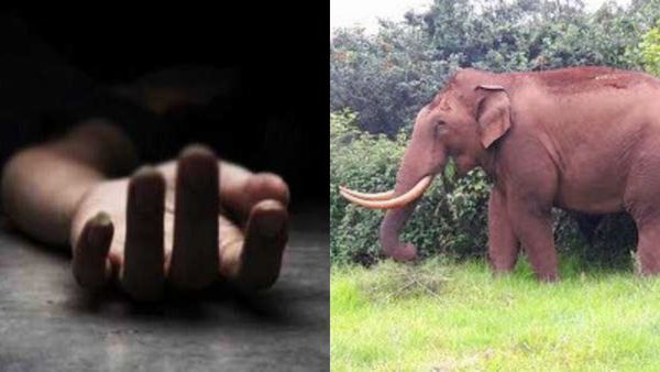 Pathanamthitta Horror: 58-Year-Old Man Killed In Elephant Attack In Thulappally