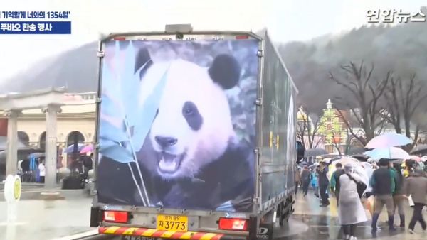 South Korea Says Goodbye To Fu Bao: Tearful Farewell To Beloved Giant Panda Bound For China