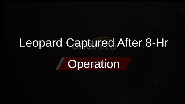 Leopard Captured in Meerut Home Following Intense Eight-Hour Operation