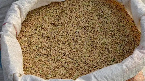 Russia Warns Of Rice Import Ban From Pakistan Over Food Safety Concerns