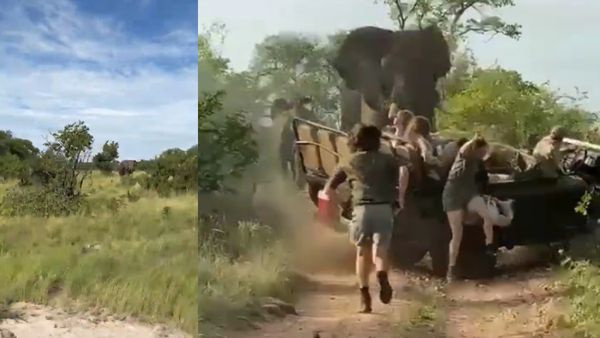 VIRAL Video : Tragic Elephant Attack Kills Tourist On African Safari - Here Are Do's And Don'ts