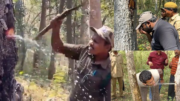 Bengaluru's Water Woes And Nature's Solution: The Story Of Indian Laurel Tree Also Known As Terminalia Tomento