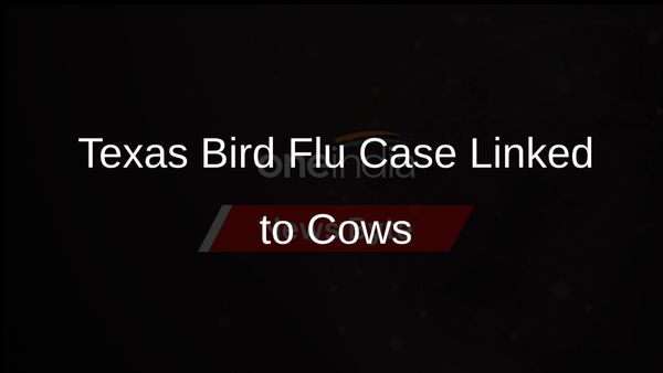 Bird Flu Diagnosed in Texas Resident After Contact with Cows