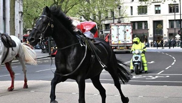 WATCH Viral Video: Military Horses Break Loose In UK, 4 Injured