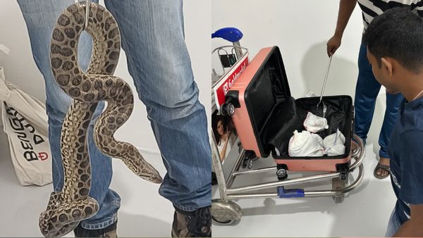 Passenger Caught Smuggling Yellow Anacondas At Bengaluru Airport