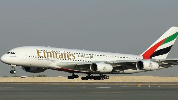 36 Flamingos Die After Collision With Emirates Flight In Mumbai