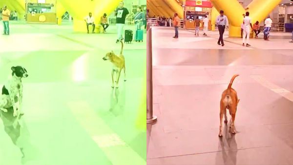 Who Let The Dogs Out? Chennai's Got 