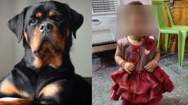 Chennai Dog Attack Incident: 5-Year-Old Girl Is Healthy, To Undergo Surgery On Thursday