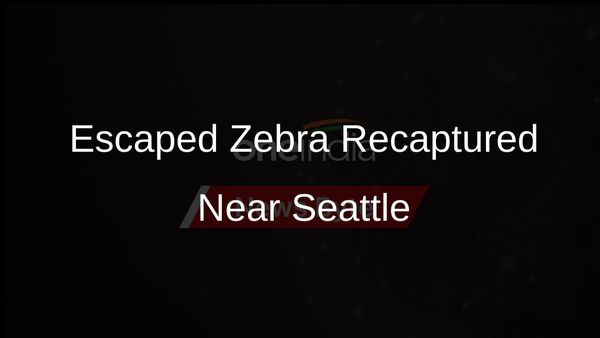 Zebra on the Loose in Cascade Foothills Recaptured Near Seattle