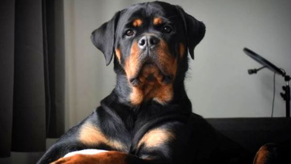 5 Year Old Girl Attacked By 2 Rottweilers, Owners Arrested, Girl In Hospital