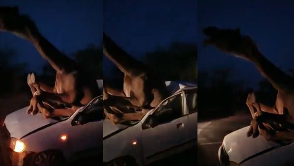Rajasthan: Camel Gets Stuck Inside Car After Crash, Shocking Video Viral