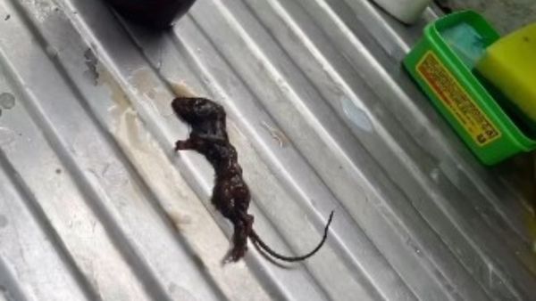 Woman Finds 'Dead Mouse' In Hershey's Chocolate Syrup Ordered Online, Video Viral