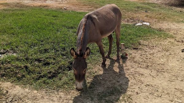 Pakistan's Donkey Population Reaches 5.9 Million In FY 2023-24: Economic Survey Report
