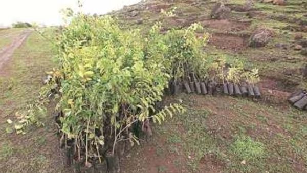 Haryana Government Launches Forest Mitra Scheme to Encourage Tree Plantation