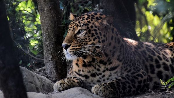 Viral Video From Jim Corbett: Tiger Attacks Tourist Vehicle - WATCH What Happened Next?
