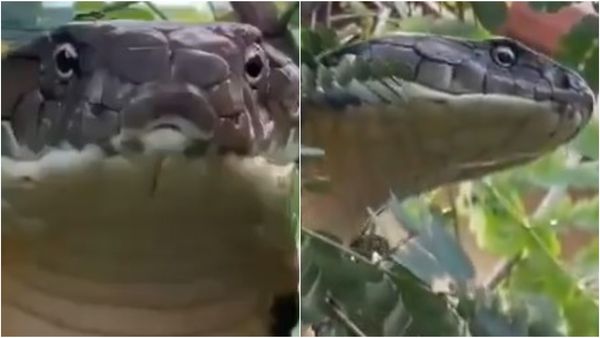 WATCH | 12-Foot-Long King Cobra Rescued In Karnataka, Viral Video Will Give You Chills