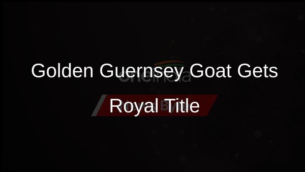 Rare Golden Guernsey Goat Receives Royal Title from King Charles III