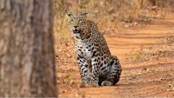 Leopard Safari In Bannerghatta National Park: Check Timings, Zoo Safari And Entry Fee