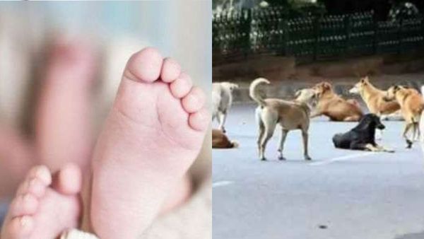 Hyderabad: Toddler Mauled To Death By Stray Dogs