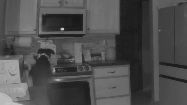 Dog Accidentally Starts House Fire, Saved by Apple HomePod Alert