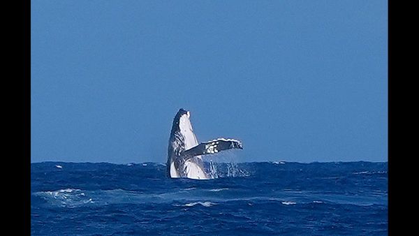 Brazil Expels Nicaraguan Ambassador in Diplomatic Tit-for-Tat