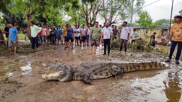 Gujarat Floods: From Roads To Rooftops, Crocodiles Turning Out To Be Unwanted Visitors In Vadodara | WATCH