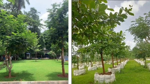 Mumbai Metro Controversy: Rs Two Lakh Spent Per Tree Raises Eyebrows