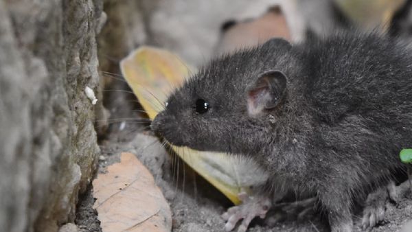 Rat Crisis In Pakistan | Why Is Pakistan Spending PKR 1.2 Million On Hunter Cats?