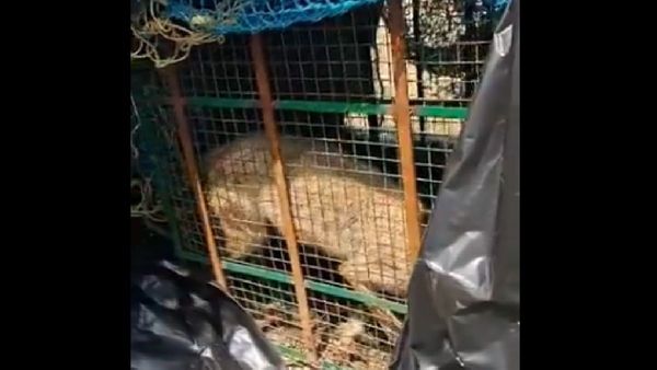 Operation Bhediya: What You Need To Know About The Bahraich Wolf Crisis