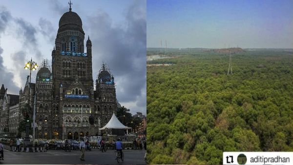 Bombay High Court Allows Mangrove Removal For Mumbai's New Railway Lines: What You Need To Know