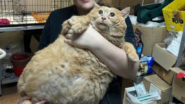 Russia’s 17-Kg Cat: The Shocking Tale Of A Whiskey-Fueled Cat!