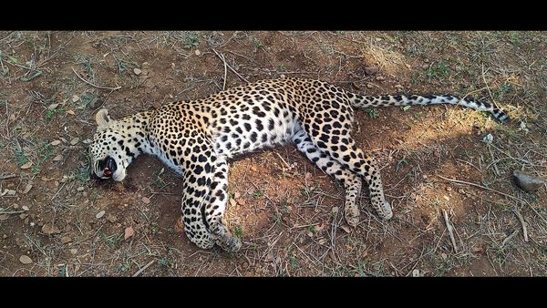 Three Fatal Leopard Attacks in Udaipur Raise Wildlife Safety Concerns