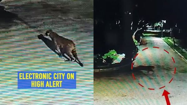 Leopard In Bengaluru: Hunt For Big Cat Continues In Electronics City, Public On Alert