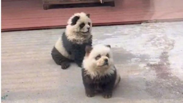 Fake It Till You Make It: Chinese Zoo Admits To Luring Visitors With Painted 'Panda Pups'
