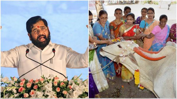 Maharashtra Assembly Election: Mahayuti Govt Declares Cow As 'Rajya Mata' Ahead Of Polls