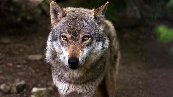 Urine-Soaked Dolls, Drones Join Hunt For Killer Wolves In UP's Bahraich