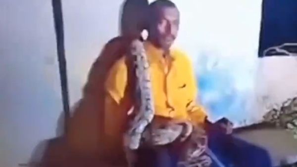 Intoxication Is Bliss: Drunk Man, Oblivious To Danger, Gets Coiled By Giant Python In Andhra Pradesh | WATCH